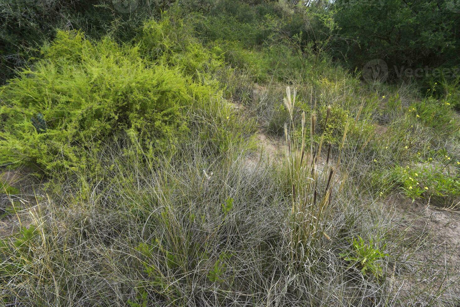 caldén bosque paisaje, geoffraea decorticanos plantas, la pampa provincia, Patagonia, argentina. foto