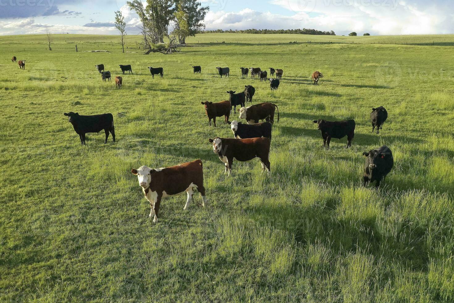 Aerial view of a troop of steers for export, cattle raised with natural pastures in the Argentine countryside. photo