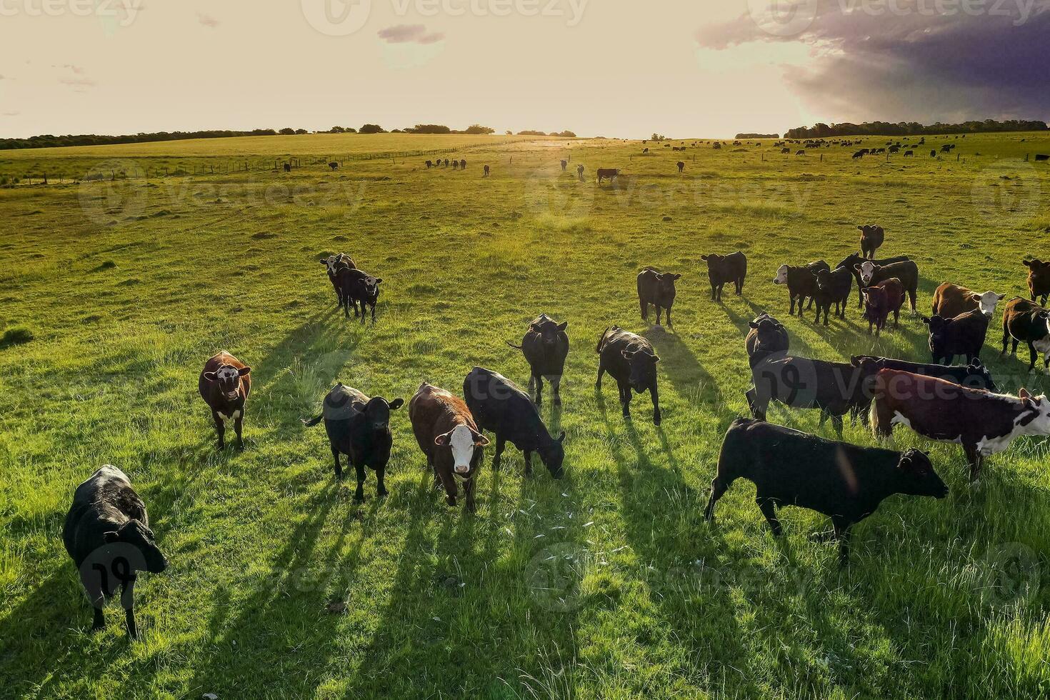 Aerial view of a troop of steers for export, cattle raised with natural pastures in the Argentine countryside. photo