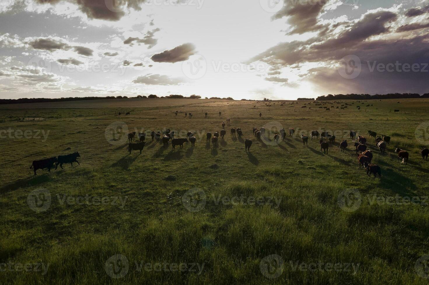 Aerial view of a troop of steers for export, cattle raised with natural pastures in the Argentine countryside. photo