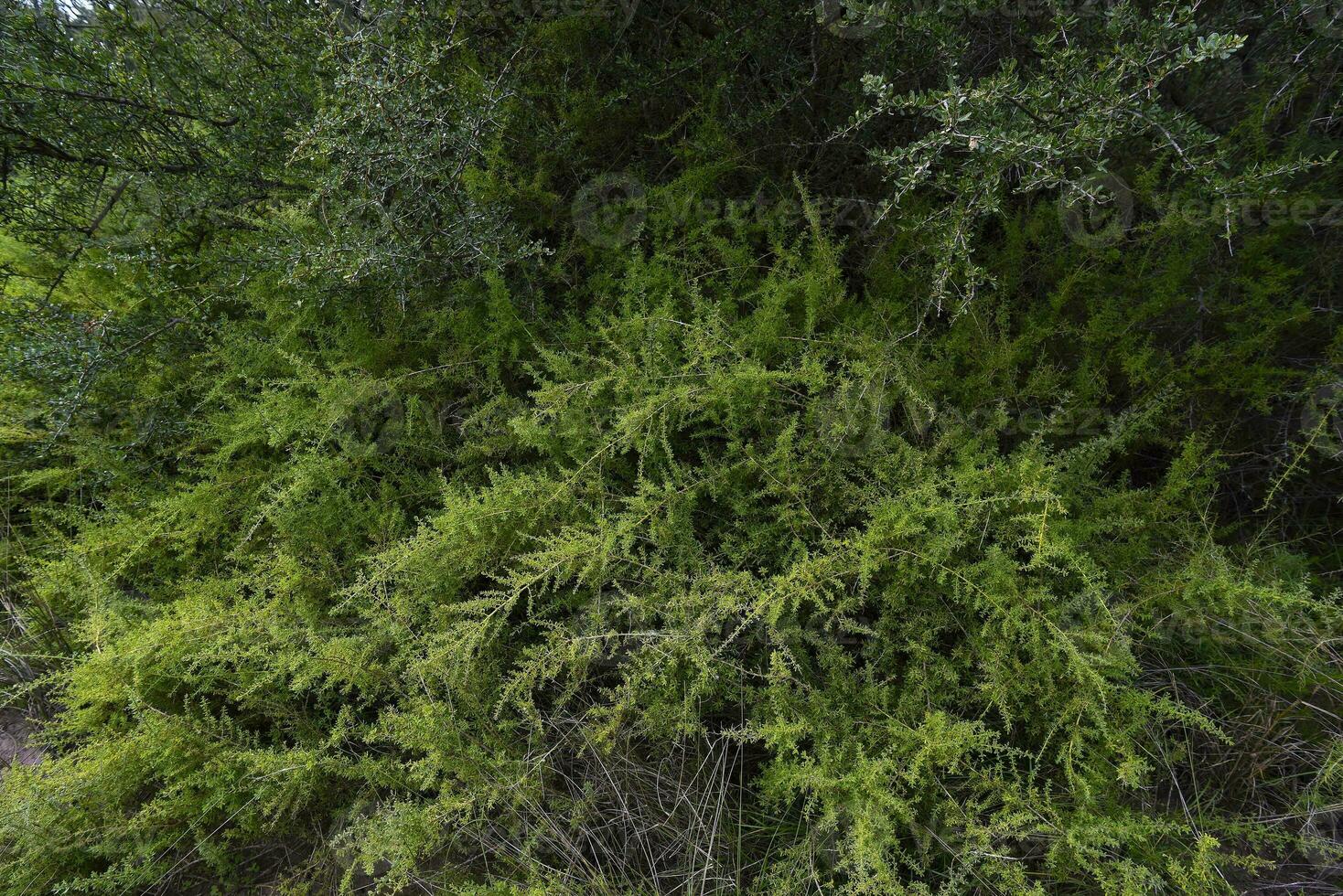 caldén bosque paisaje, geoffraea decorticanos plantas, la pampa provincia, Patagonia, argentina. foto