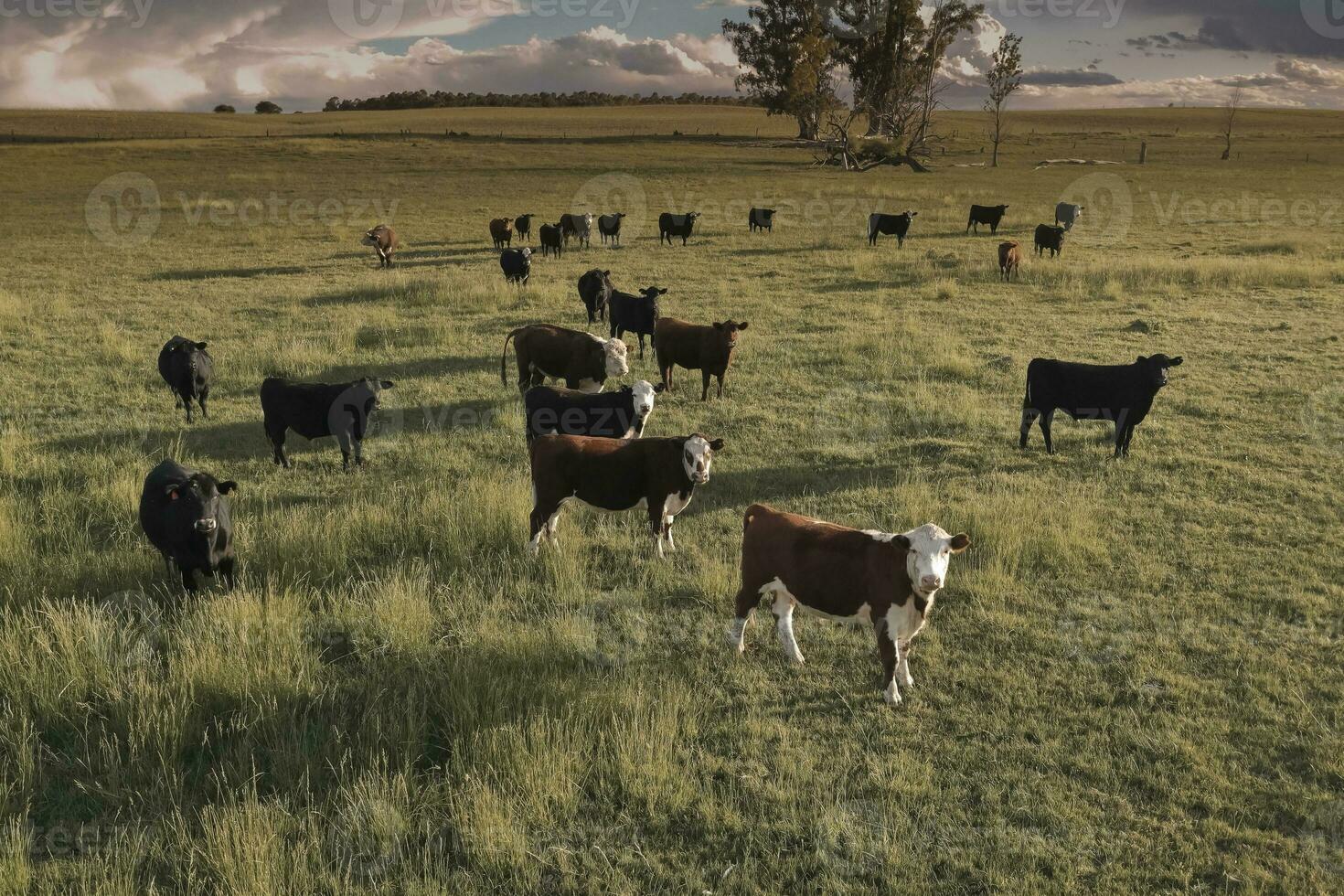 Aerial view of a troop of steers for export, cattle raised with natural pastures in the Argentine countryside. photo