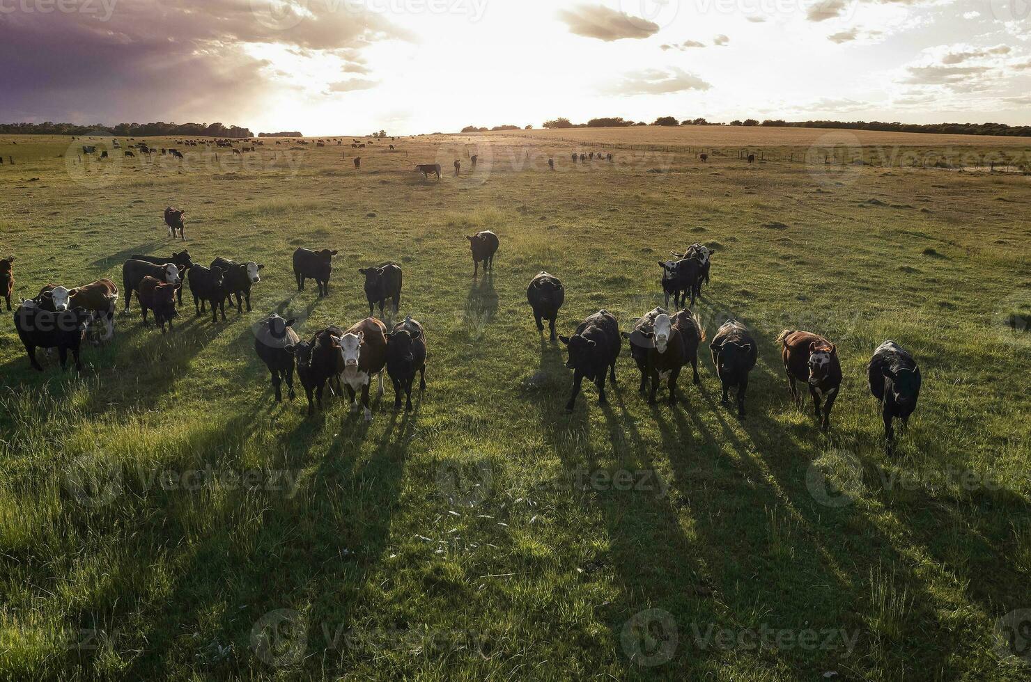 Aerial view of a troop of steers for export, cattle raised with natural pastures in the Argentine countryside. photo