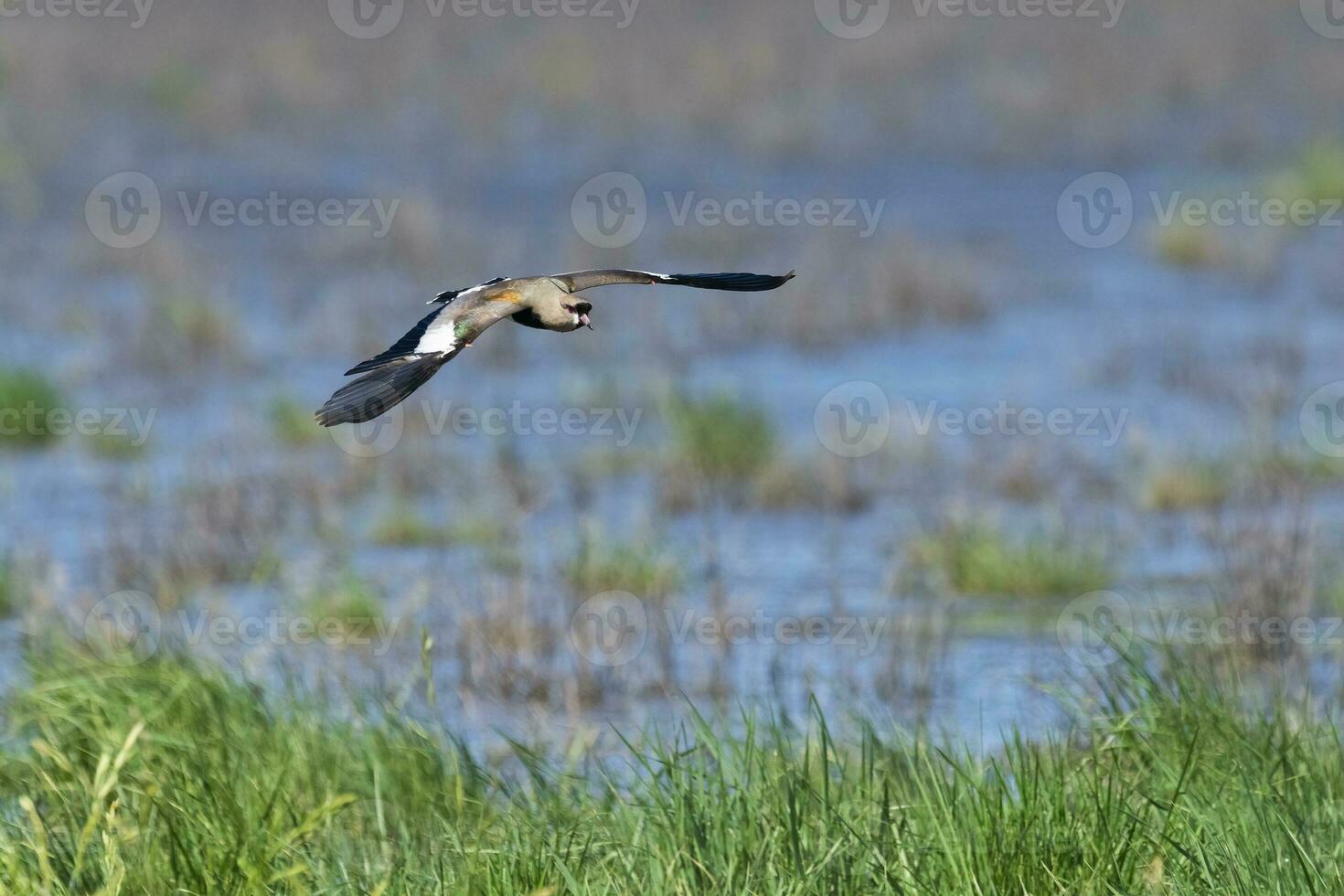 Southern Lapwing, Vanellus chilensis in flight, La Pampa Province, Patagonia, Argentina photo