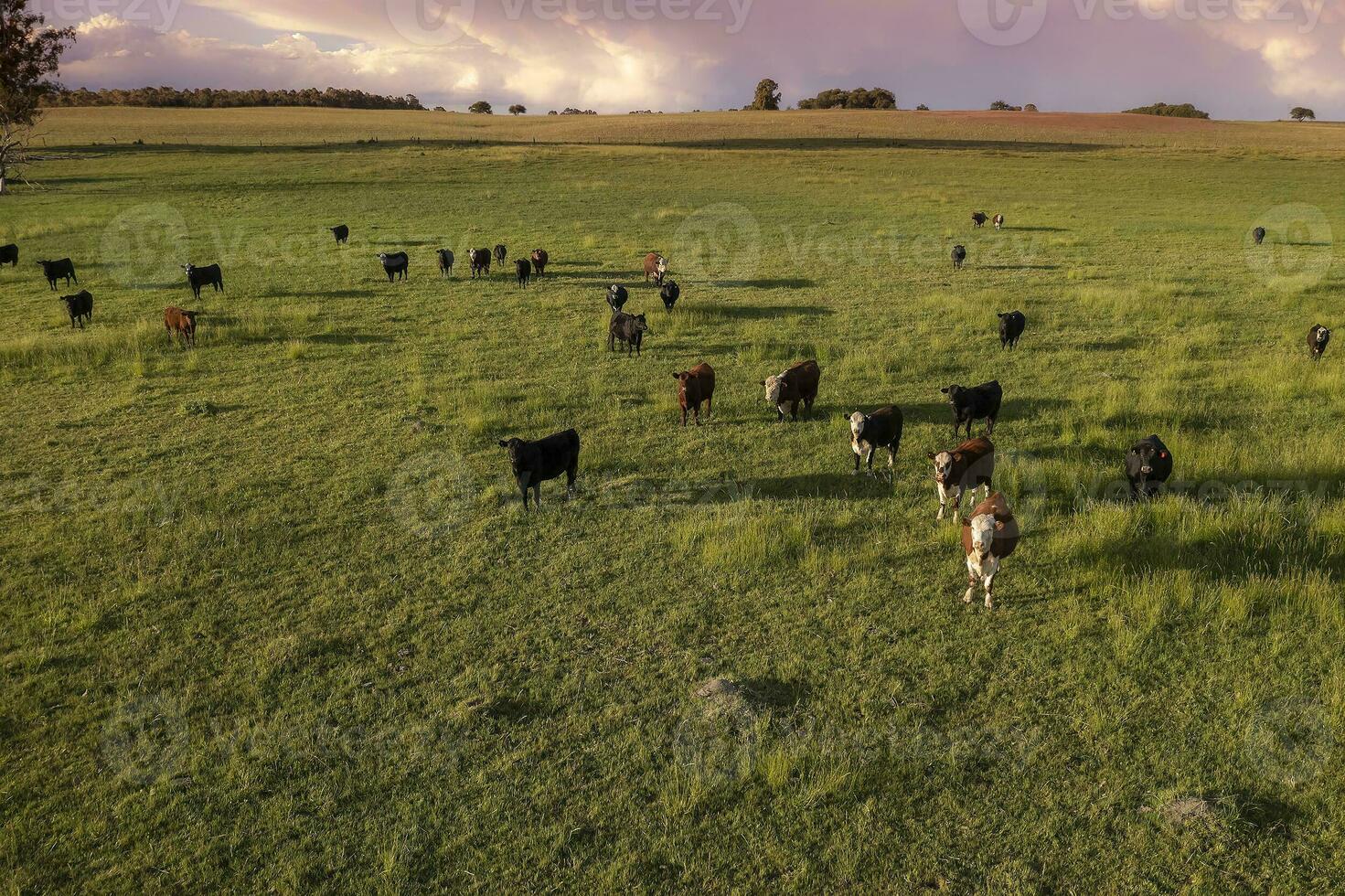 Aerial view of a troop of steers for export, cattle raised with natural pastures in the Argentine countryside. photo