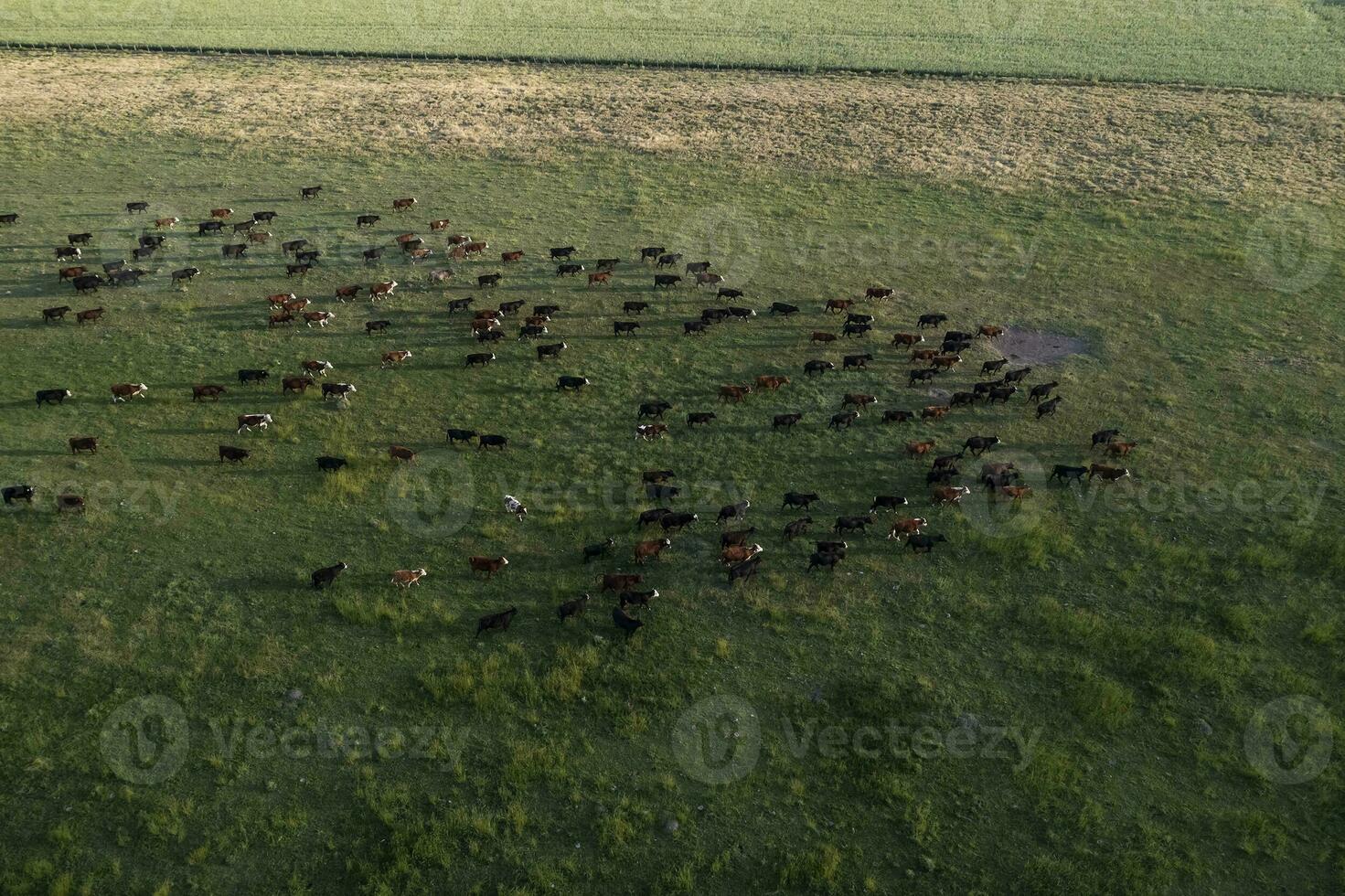 Aerial view of a troop of steers for export, cattle raised with natural pastures in the Argentine countryside. photo