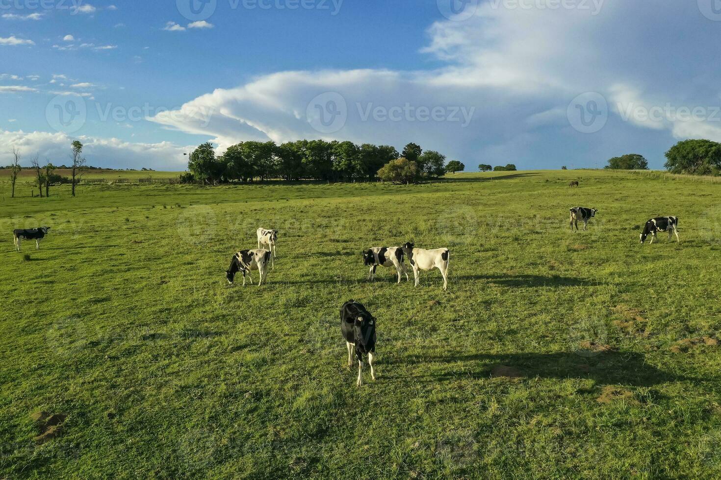 Aerial view of a troop of steers for export, cattle raised with natural pastures in the Argentine countryside. photo