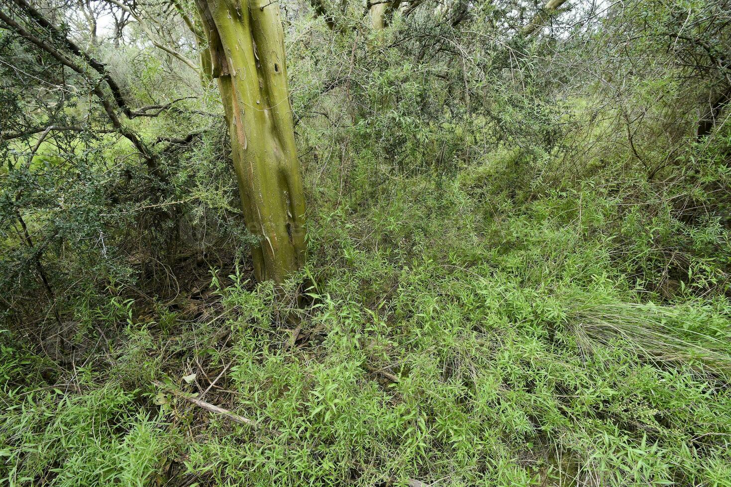 Calden forest landscape, Geoffraea decorticans plants, La Pampa province, Patagonia, Argentina. photo