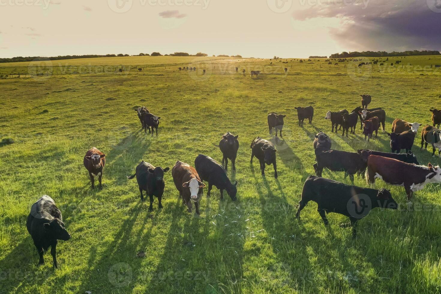 Aerial view of a troop of steers for export, cattle raised with natural pastures in the Argentine countryside. photo