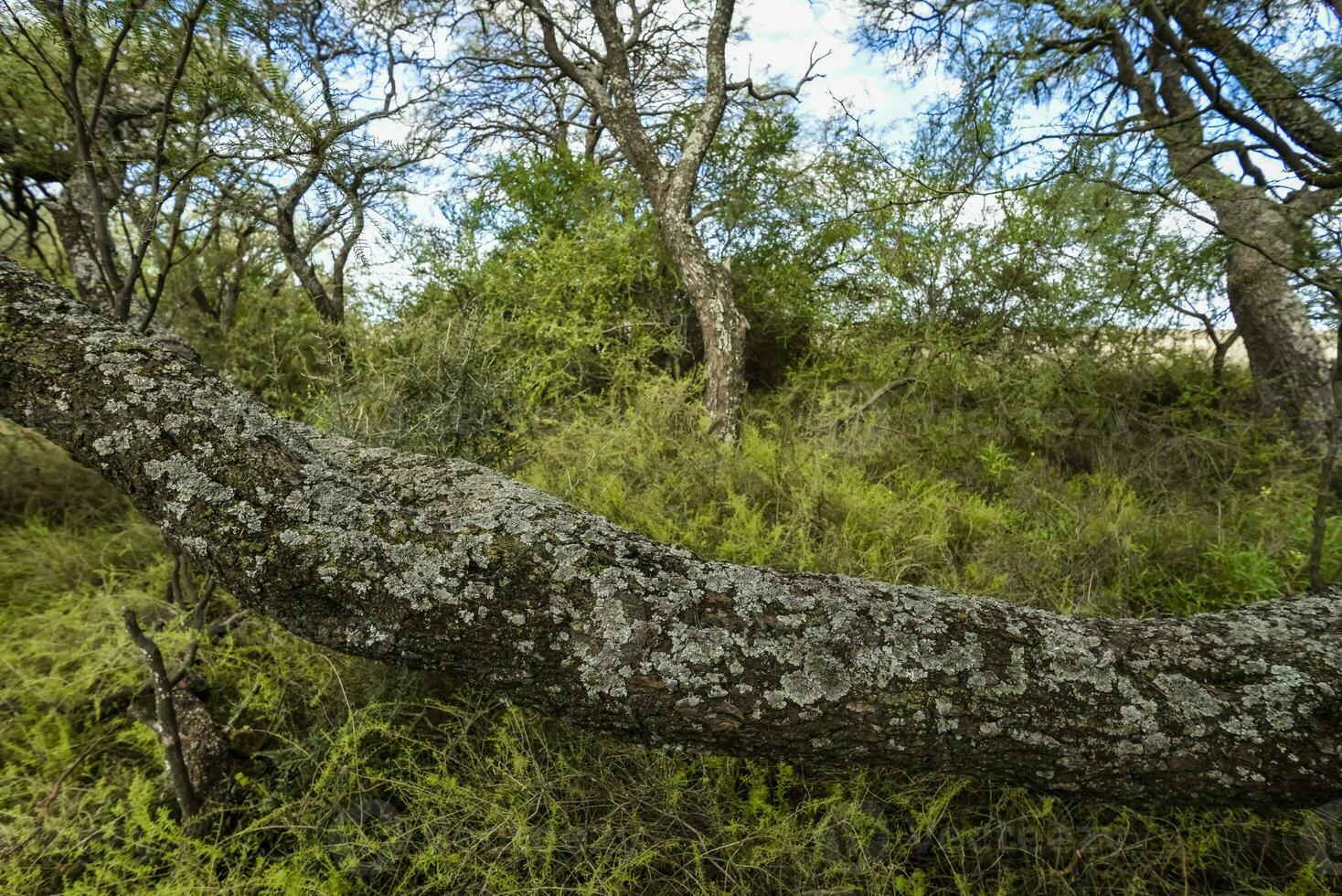 Calden forest landscape, La Pampa province, Patagonia, Argentina. photo