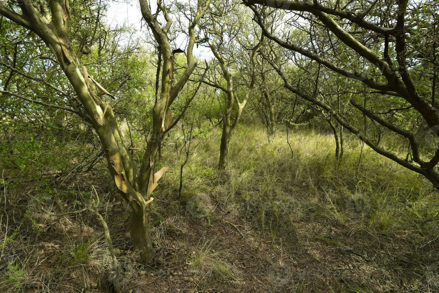 Calden forest landscape, Geoffraea decorticans plants, La Pampa province, Patagonia, Argentina. photo