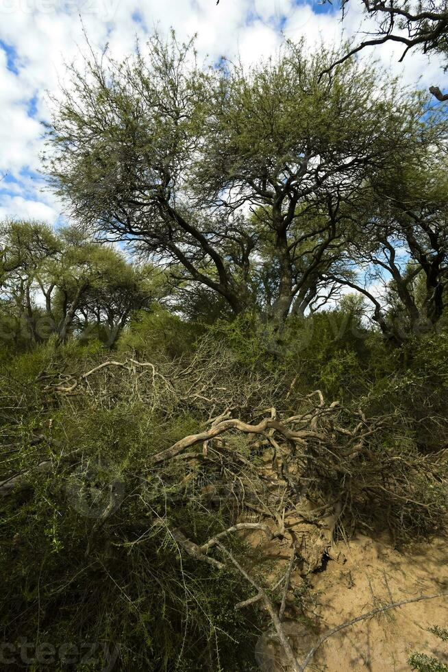 Calden forest landscape with a variety of endemic plant species, La Pampa province, Patagonia, Argentina. photo