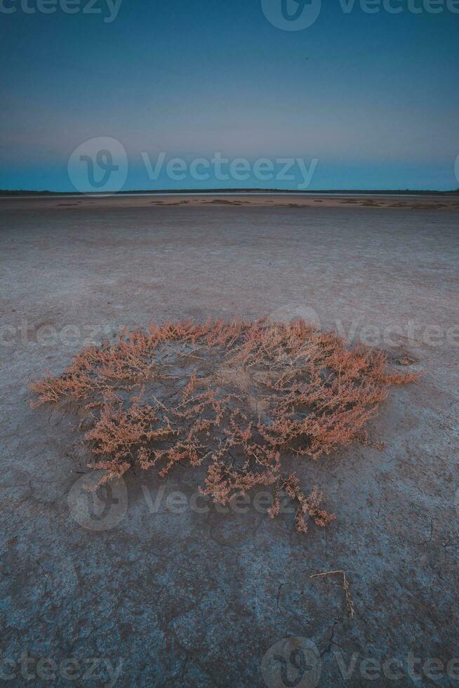 Saline grass in dry soil in Pampas Lagoon, La Pampa province, Argentina. photo