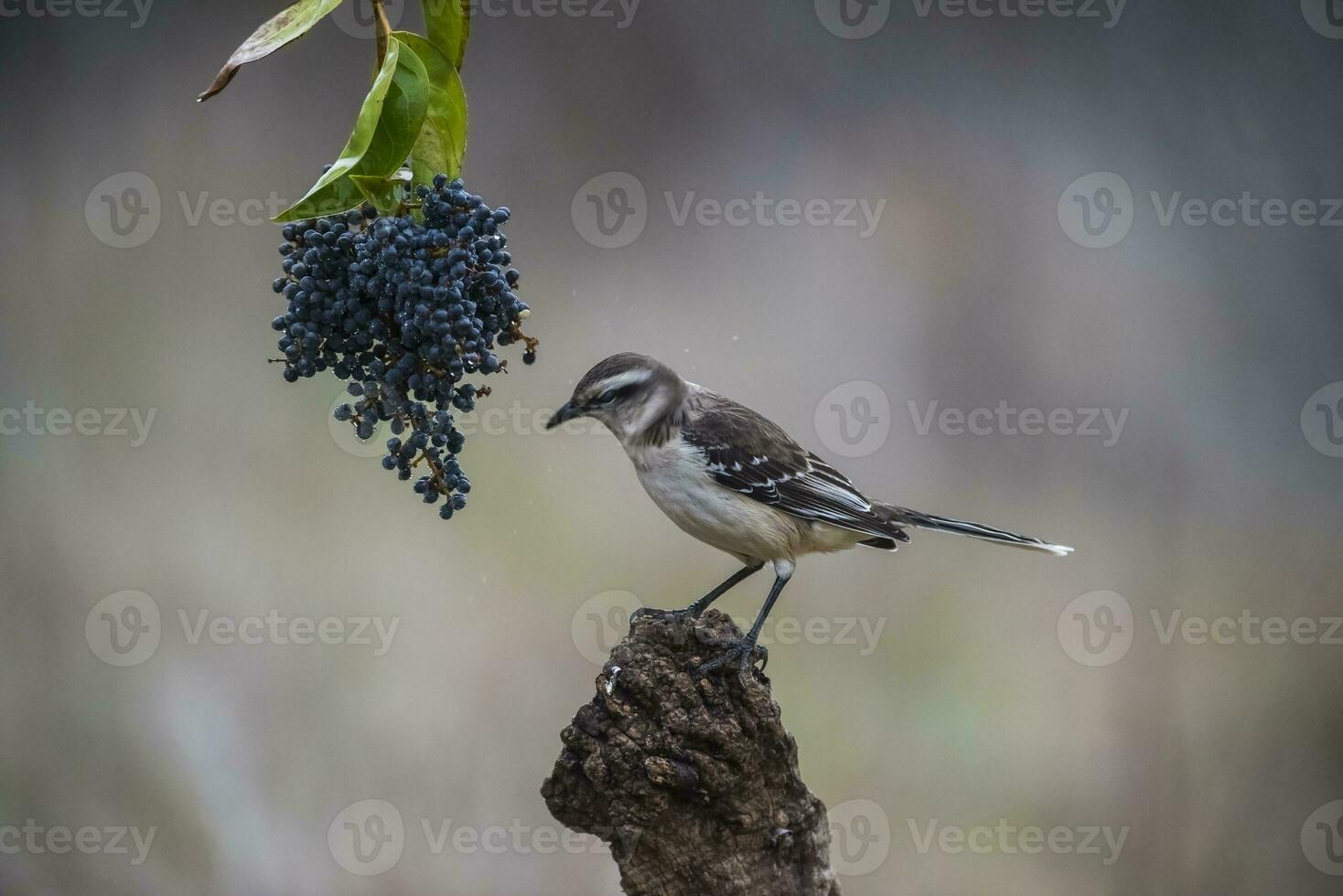 White banded Mockingbird, Patagonia, Argentina photo