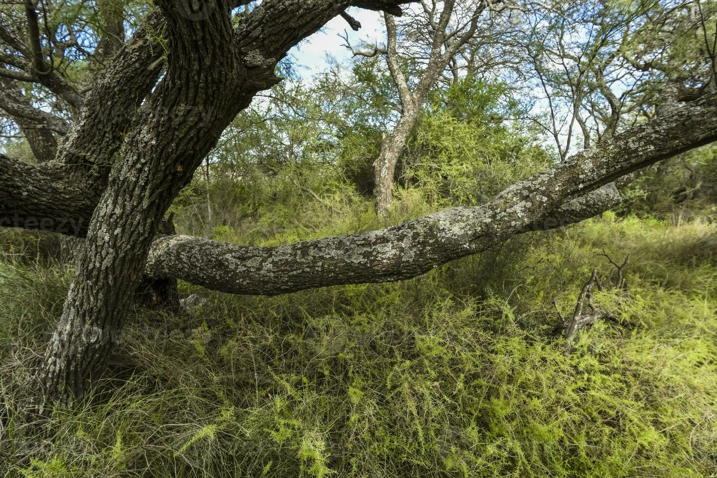 Variety of plant species in Calden forest environment photo