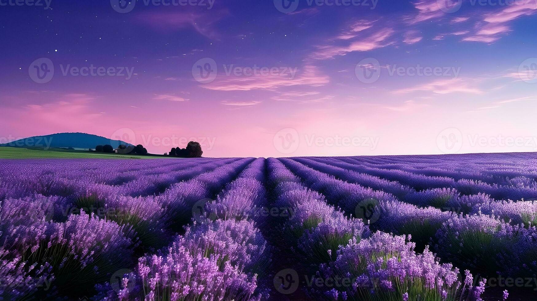 French lavender flowers field at sunset. AI generated photo