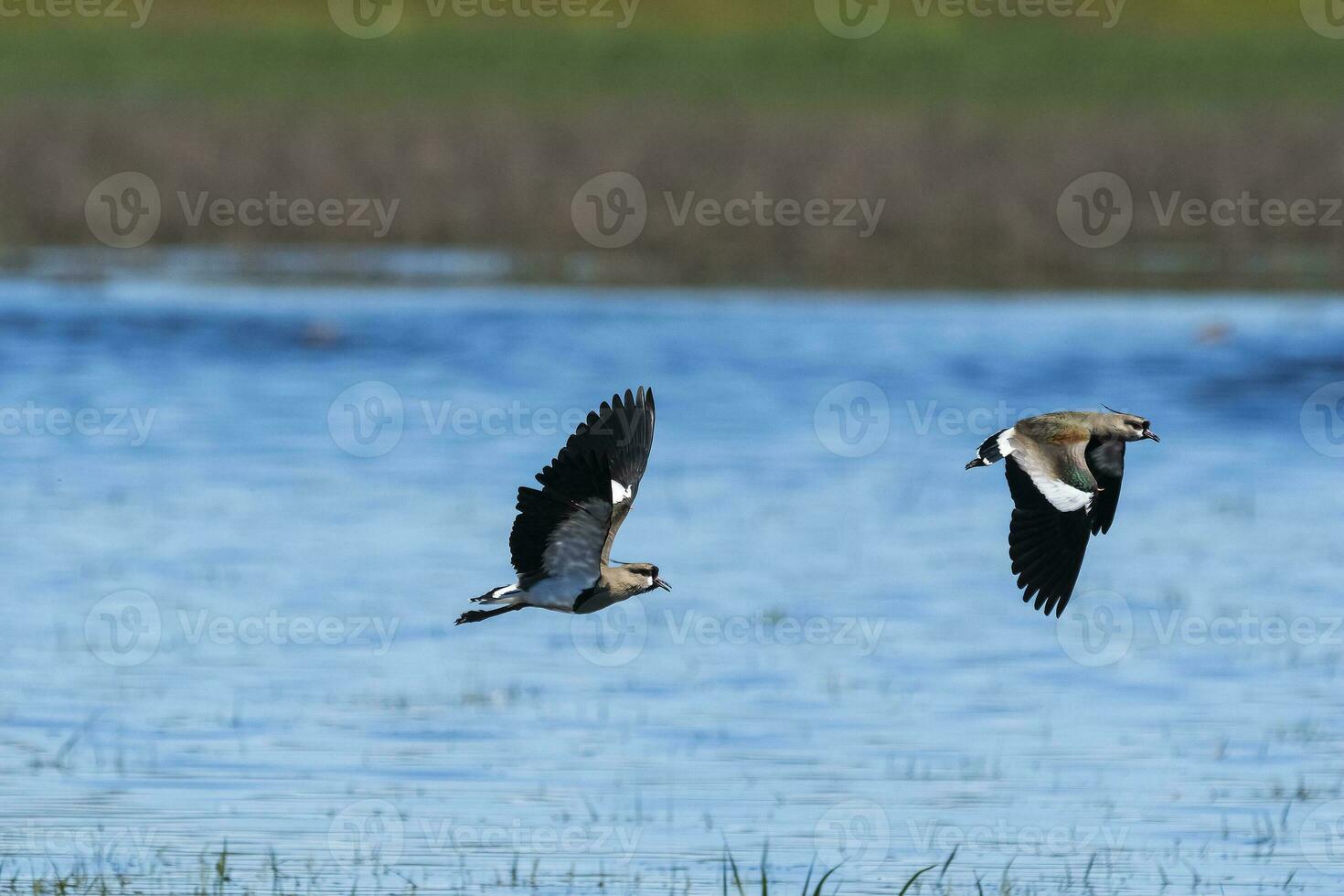 Southern Lapwing, Vanellus chilensis in flight, La Pampa Province, Patagonia, Argentina photo