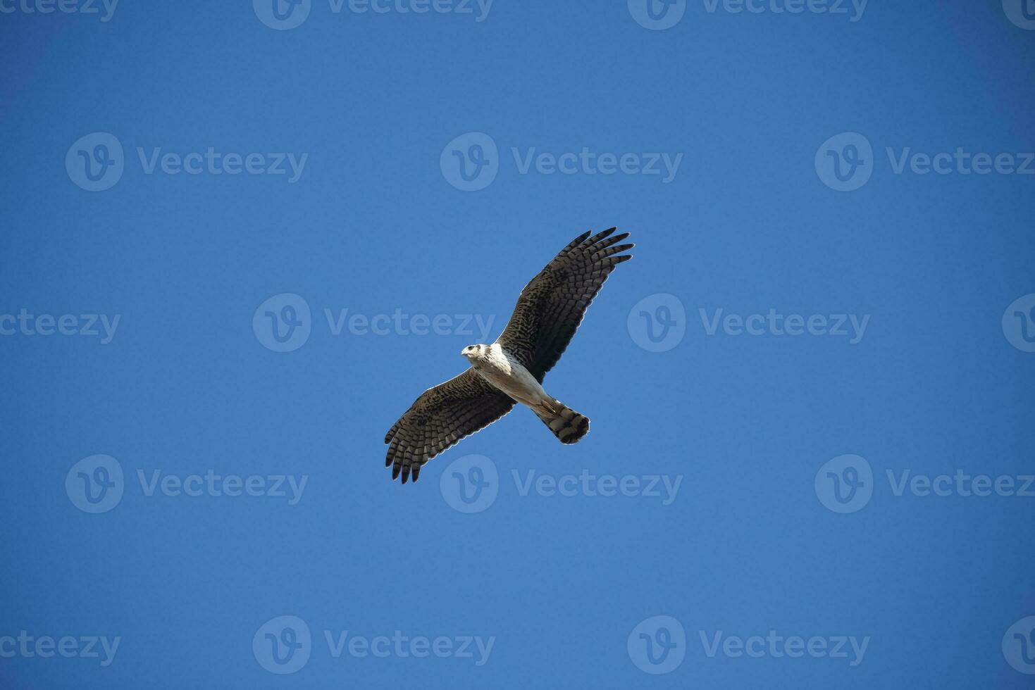 Long winged Harrier in flight, La Pampa province, Patagonia , Argentina photo