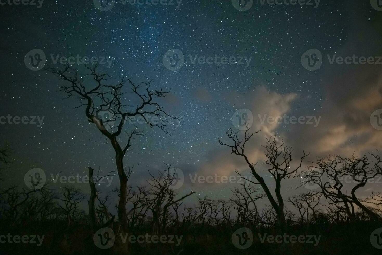 Burning trees photographed at night with a starry sky, La Pampa province, Patagonia , Argentina. photo