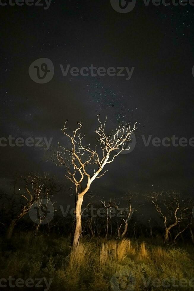 Burning trees photographed at night with a starry sky, La Pampa province, Patagonia , Argentina. photo