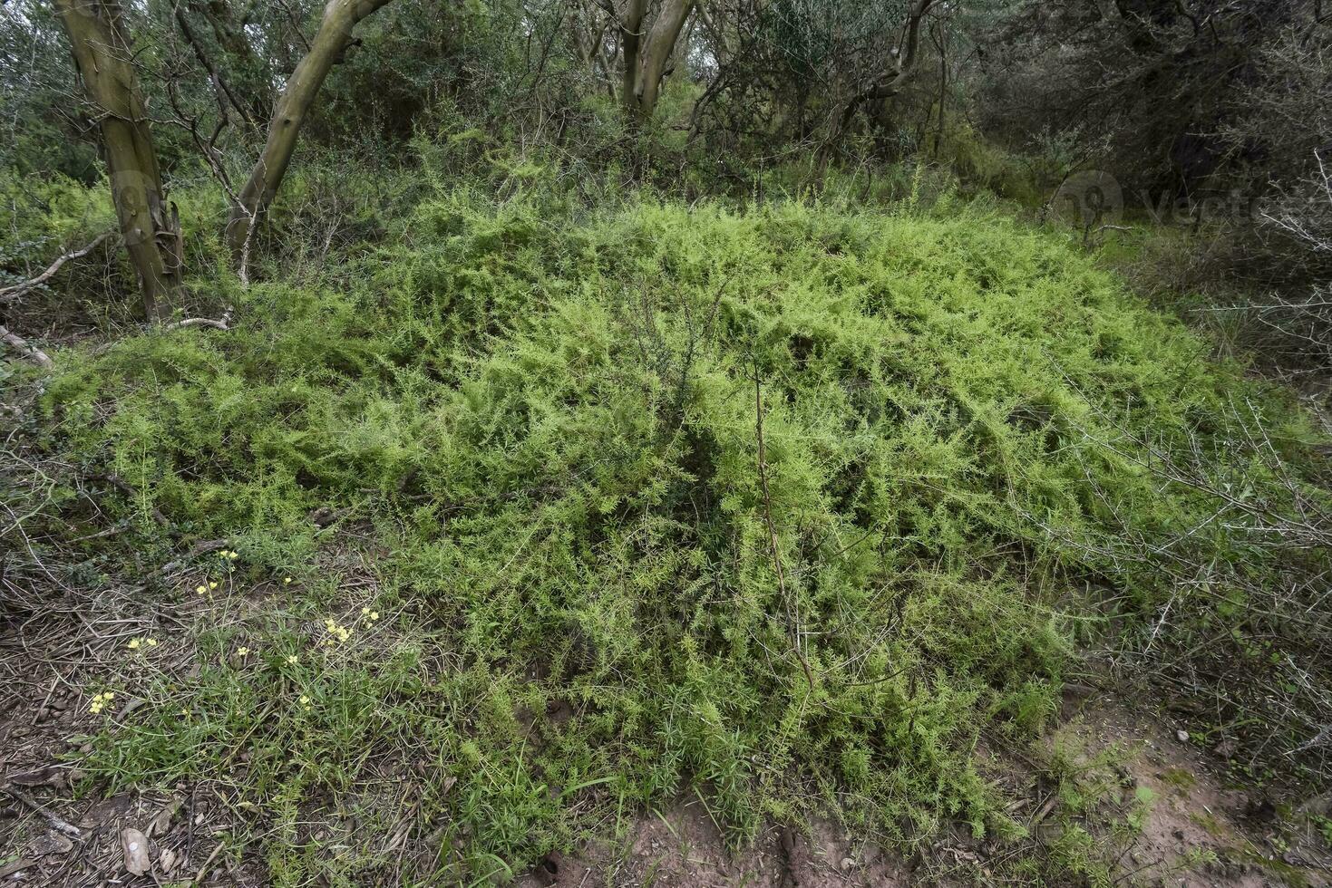 caldén bosque paisaje, geoffraea decorticanos plantas, la pampa provincia, Patagonia, argentina. foto