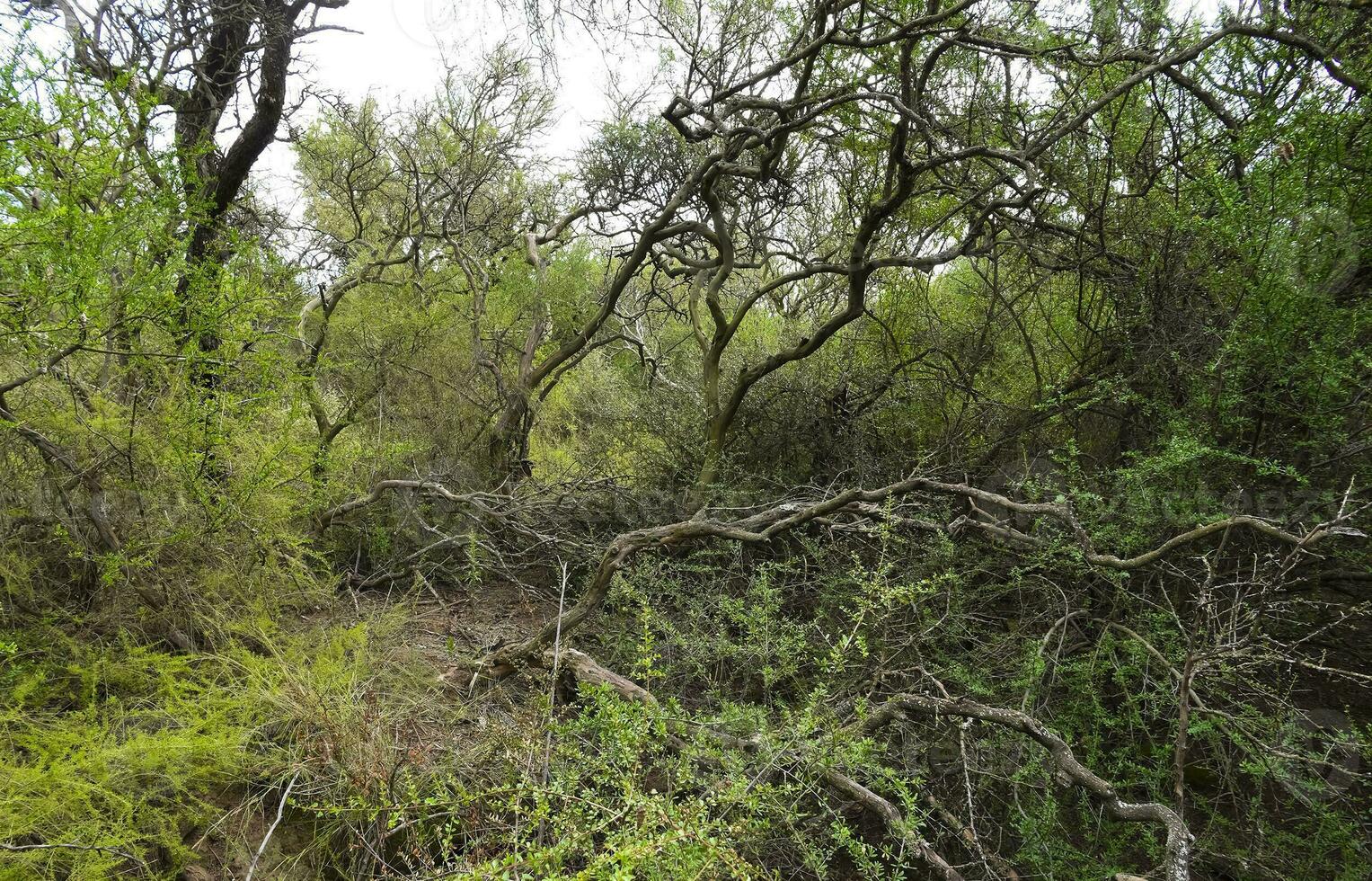 Calden forest landscape, Geoffraea decorticans plants, La Pampa province, Patagonia, Argentina. photo