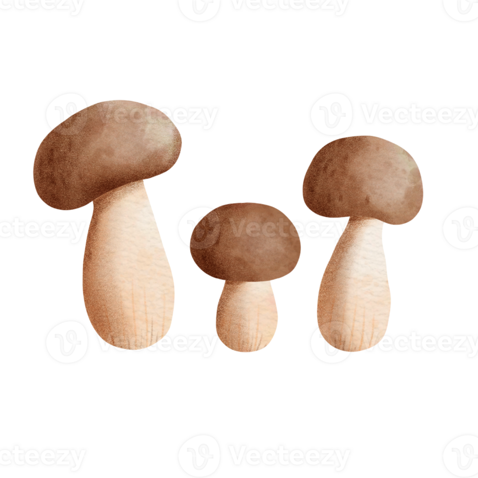 légume champignon aquarelle png