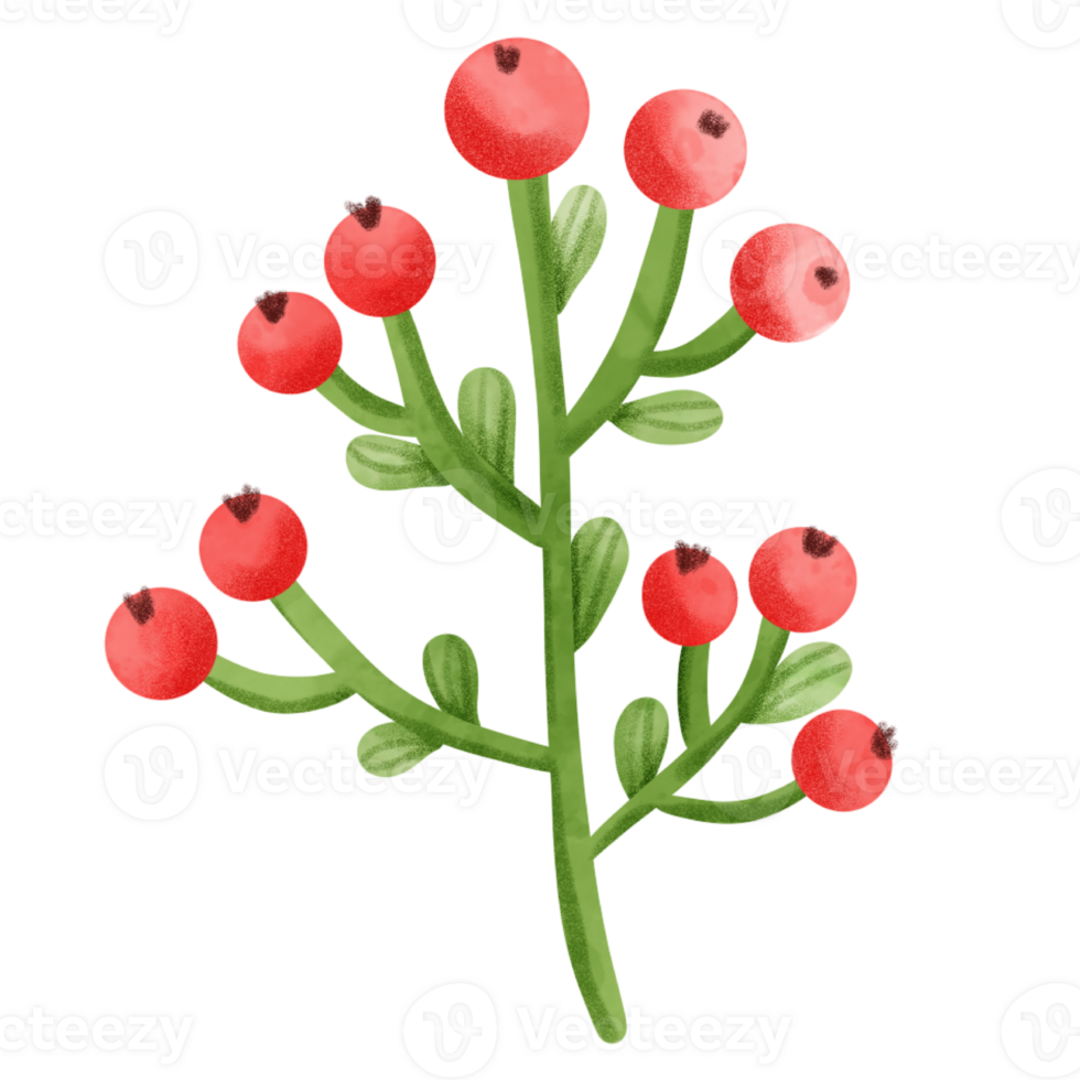 Christmas berries watercolor png