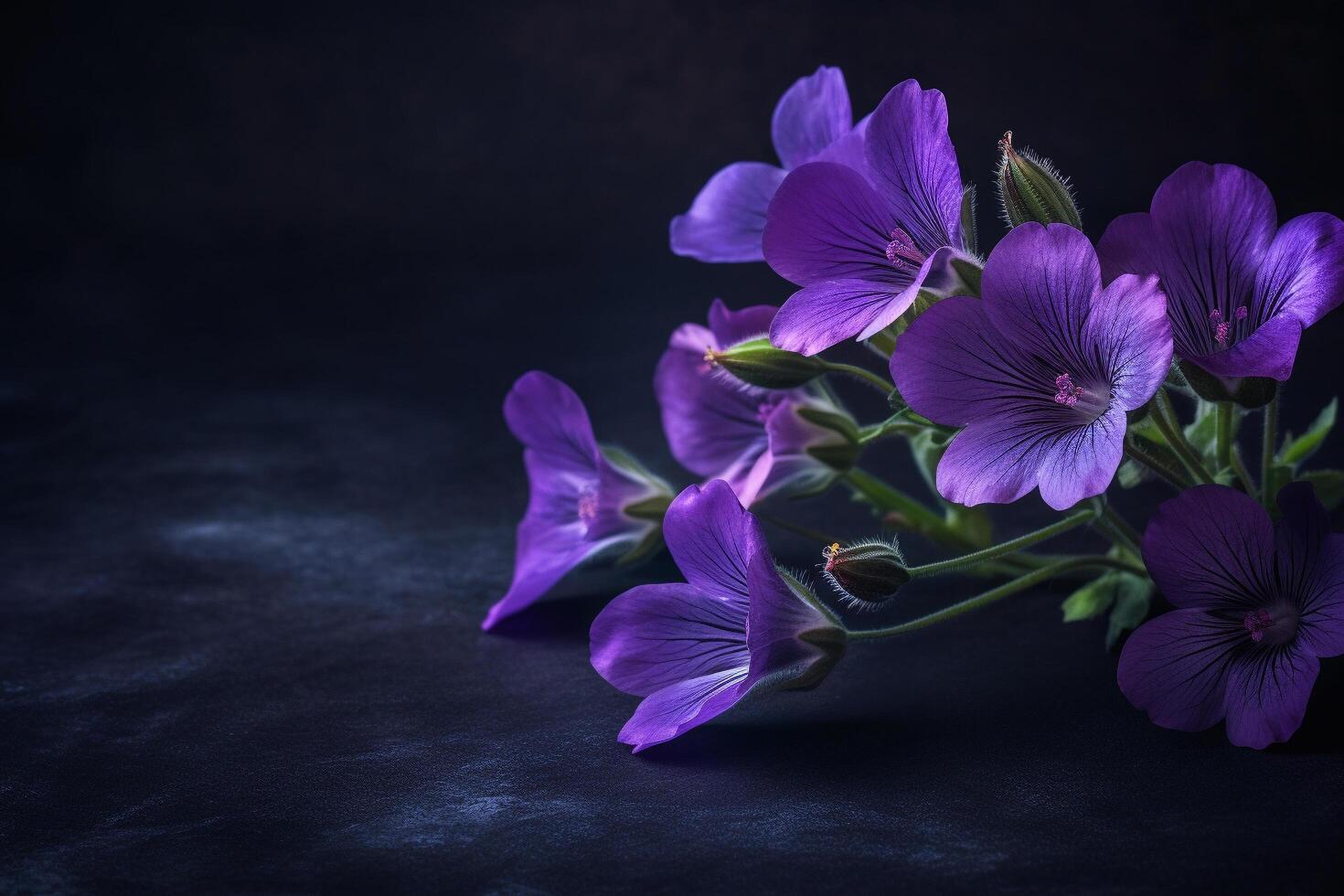 Purple flowers on a dark background, photo