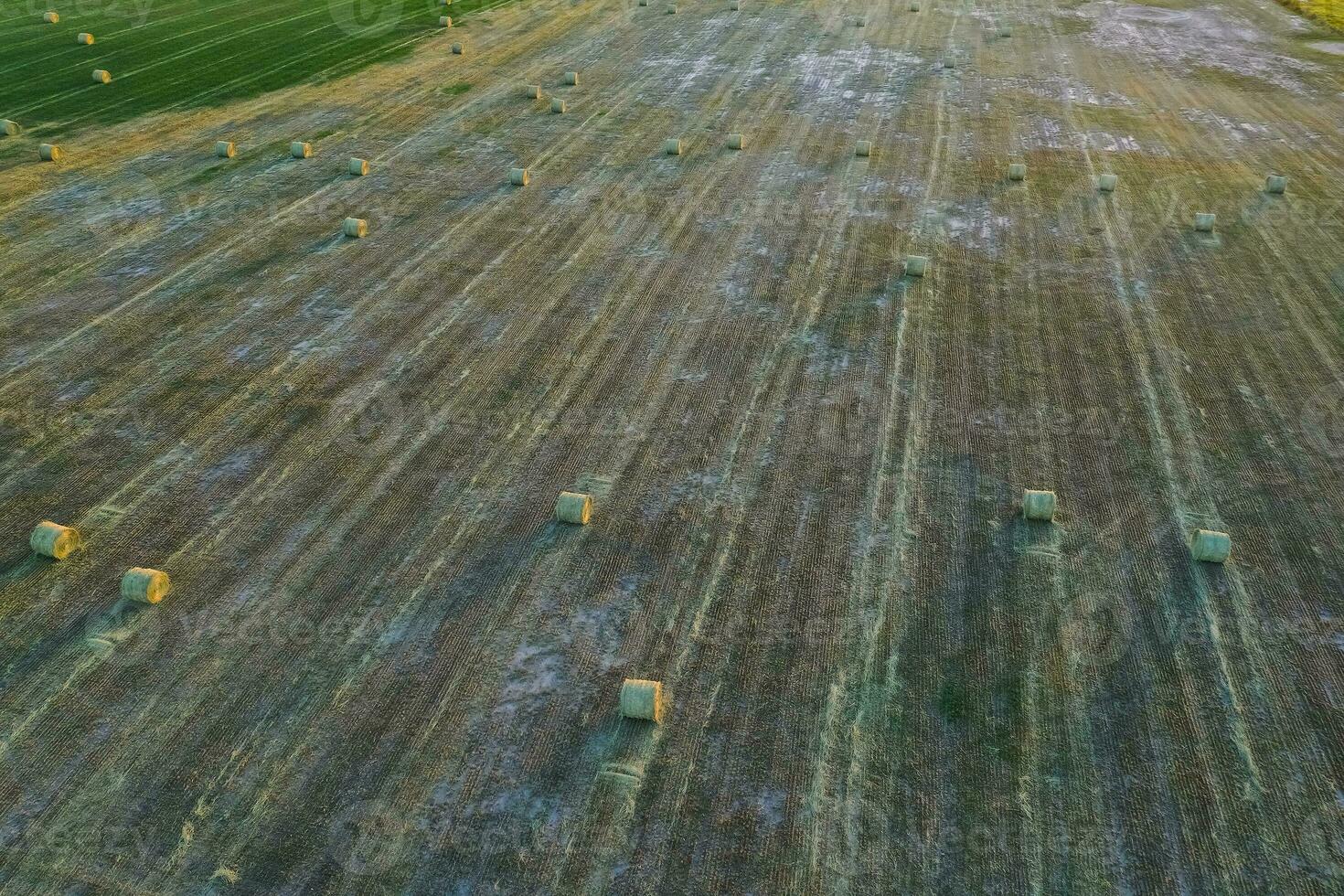 Grass bale in the Pampas countryside, Buenos Aires Province, Argentina photo