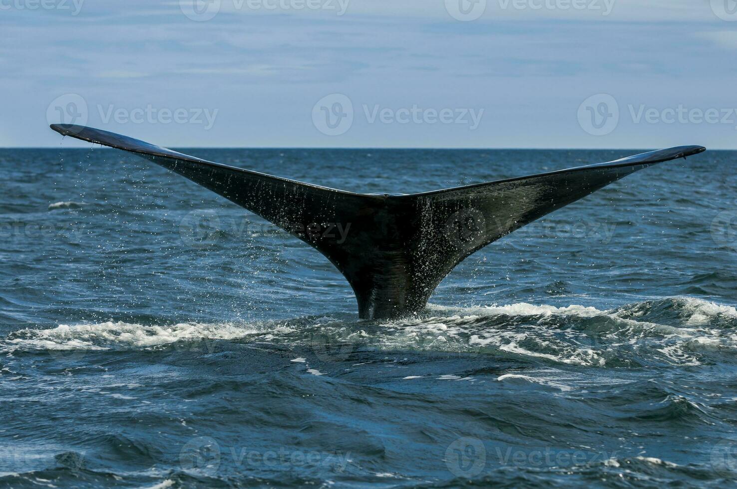 Southern Right whale tail , Peninsula Valdes Patagonia , Argentina photo