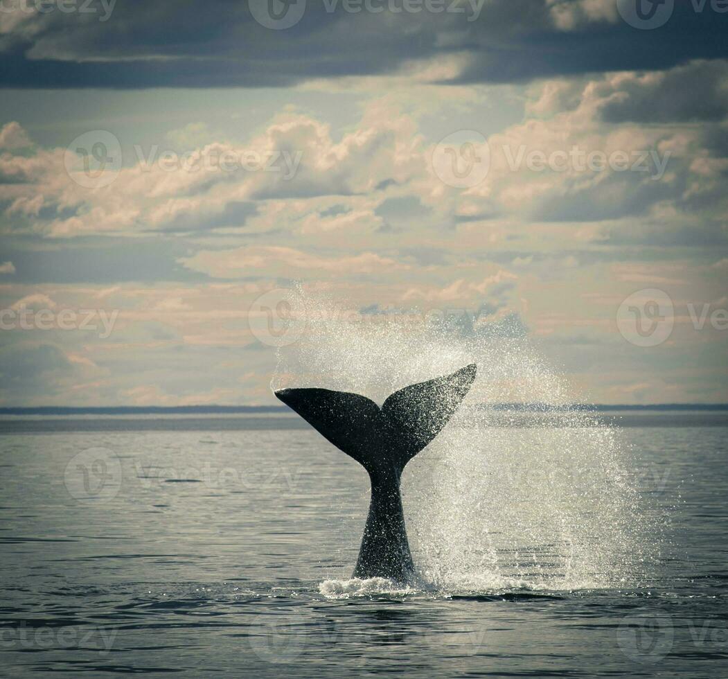 Southern Right whale tail , Peninsula Valdes Patagonia , Argentina photo