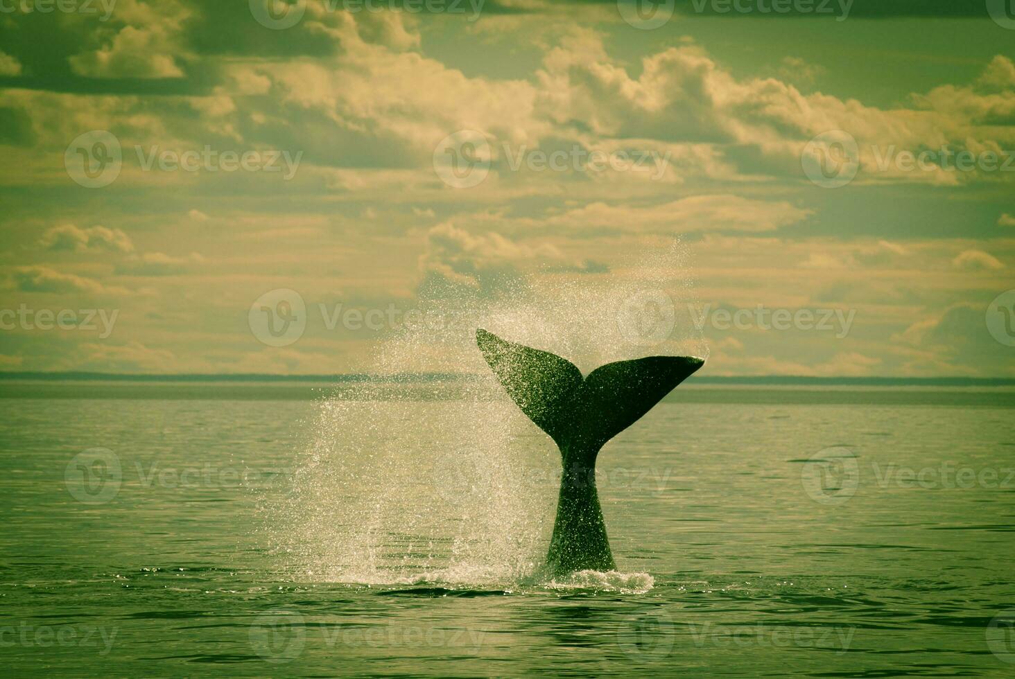 Southern Right whale tail , Peninsula Valdes Patagonia , Argentina photo