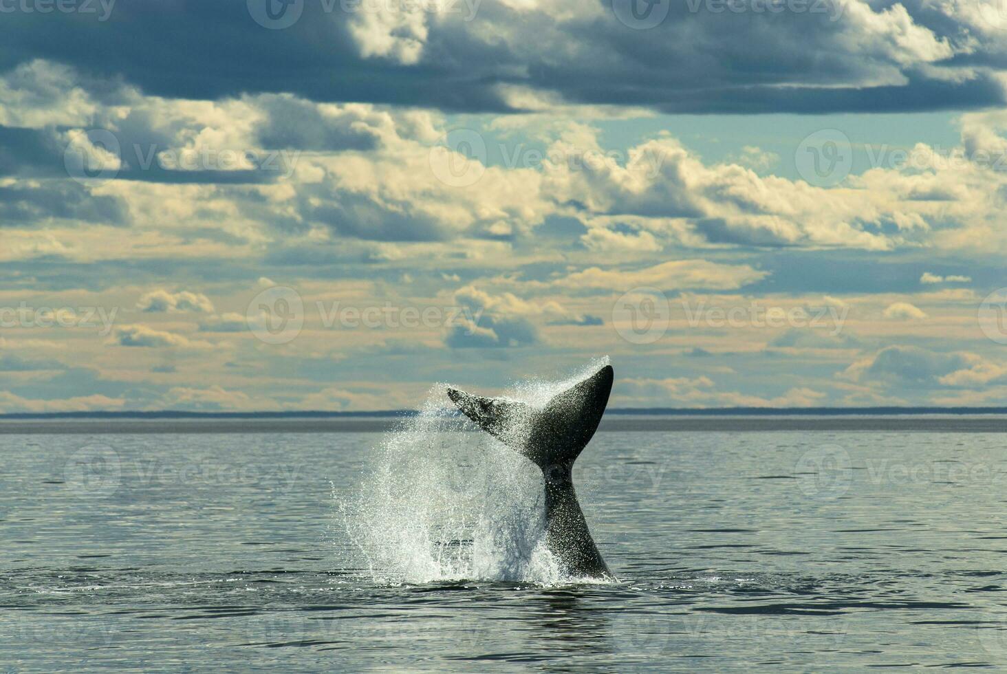 del Sur Derecha ballena cola , península valdés Patagonia , argentina foto