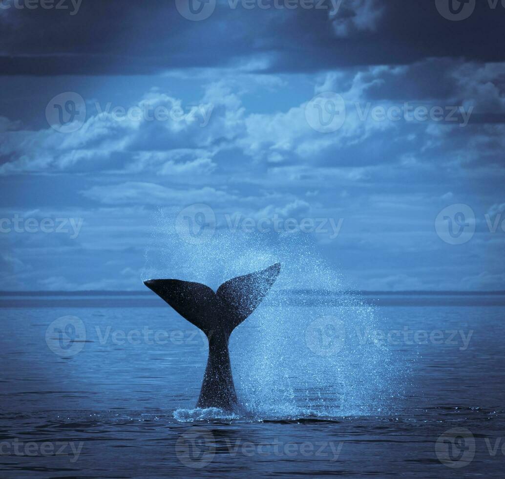 Southern Right whale tail , Peninsula Valdes Patagonia , Argentina photo