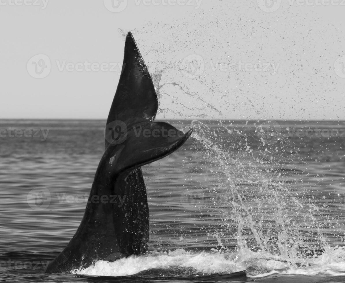 Southern Right whale tail , Peninsula Valdes Patagonia , Argentina photo
