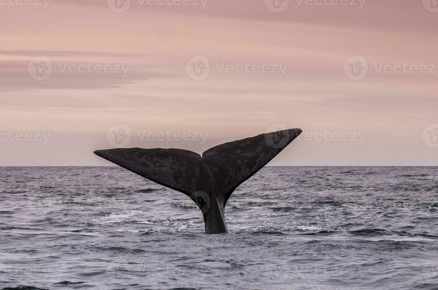 Southern Right whale tail , Peninsula Valdes Patagonia , Argentina photo