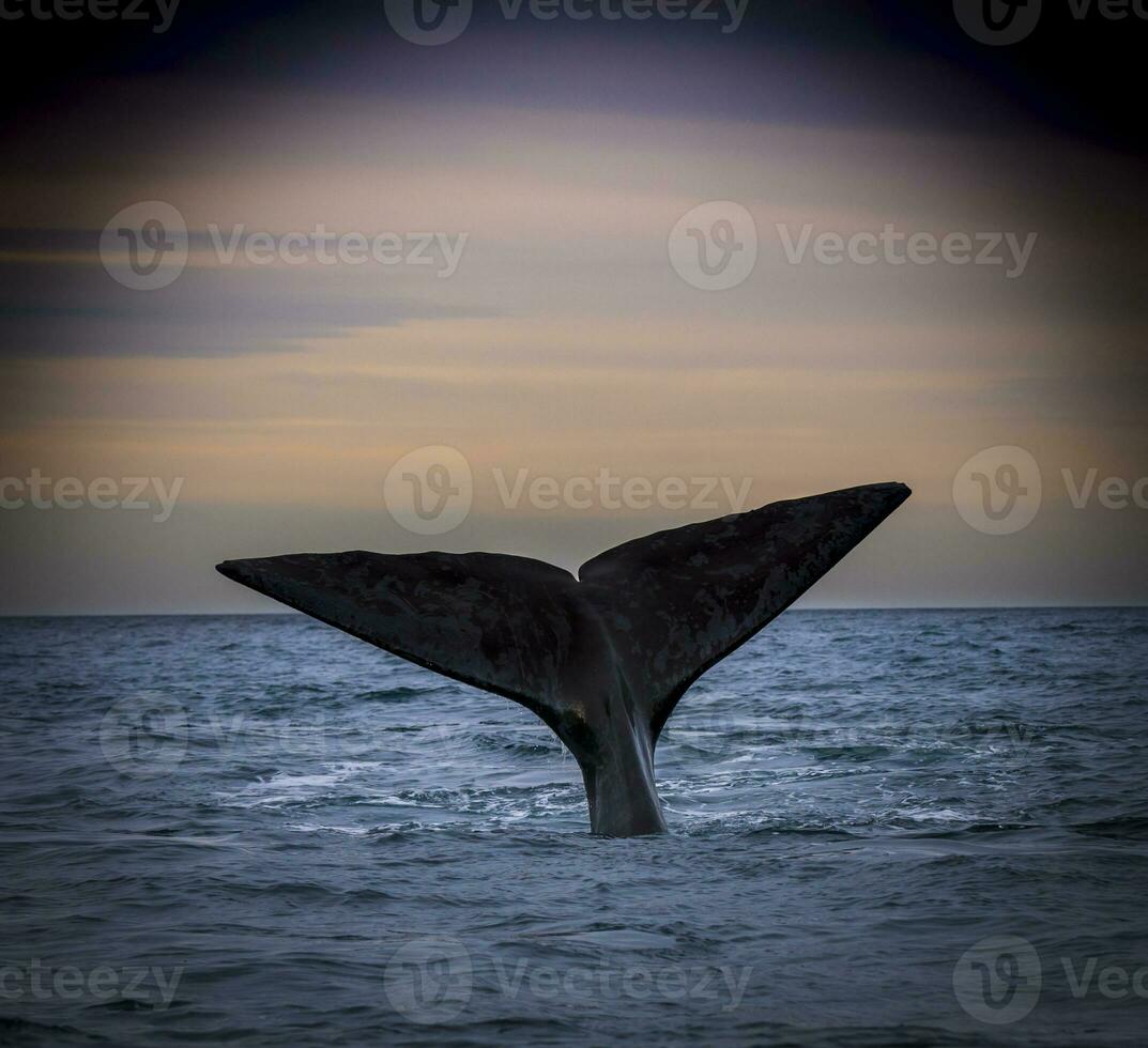 Southern Right whale tail , Peninsula Valdes Patagonia , Argentina photo