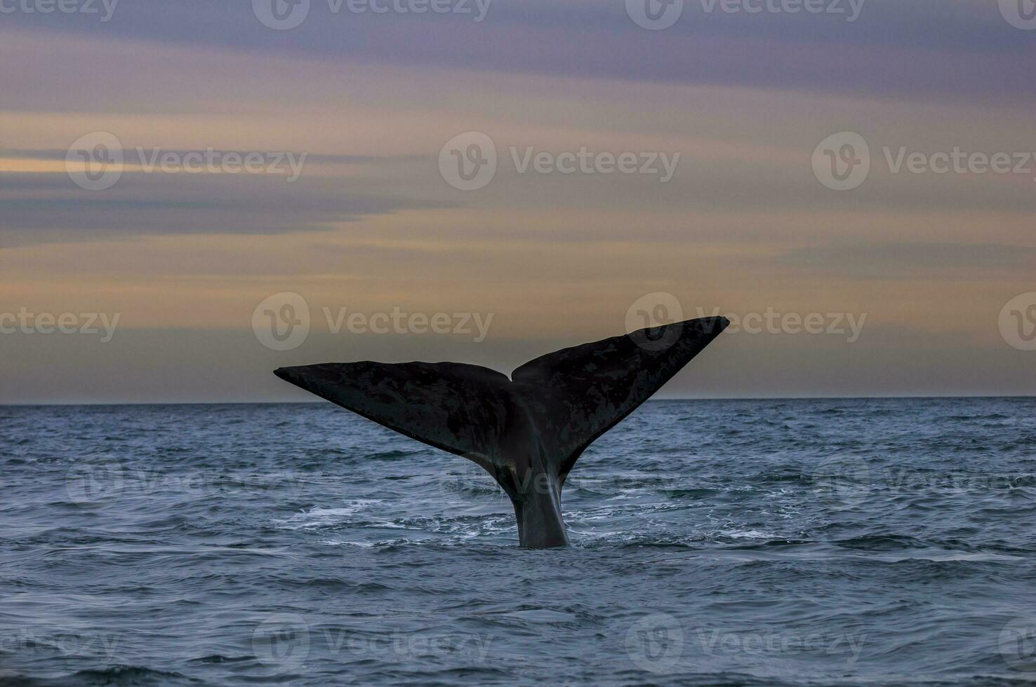 Southern Right whale tail , Peninsula Valdes Patagonia , Argentina photo