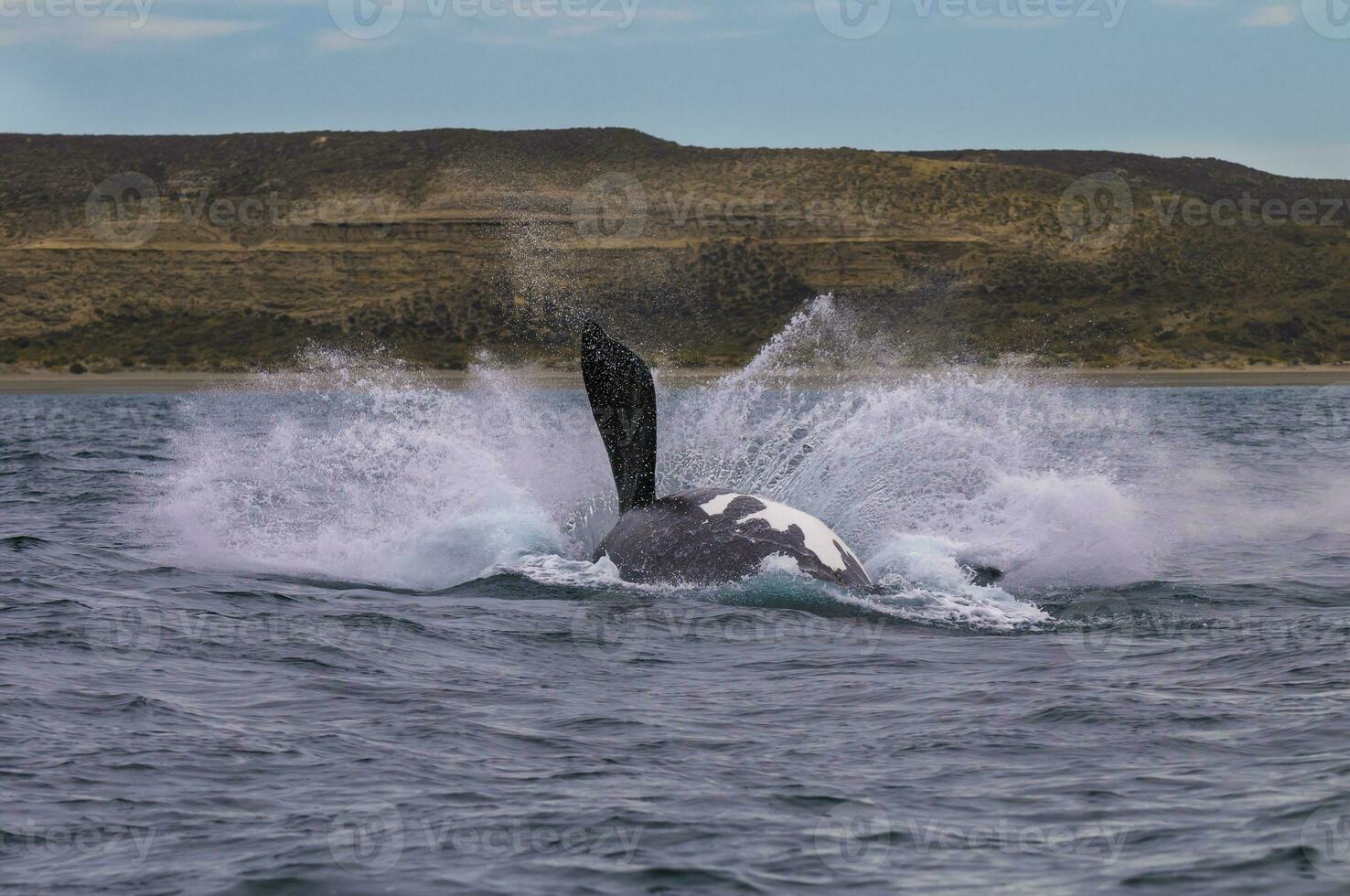 Southern Right whale jumping , Peninsula Valdes Patagonia , Argentina photo