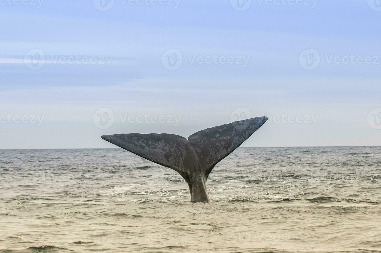 Southern Right whale tail , Peninsula Valdes Patagonia , Argentina photo