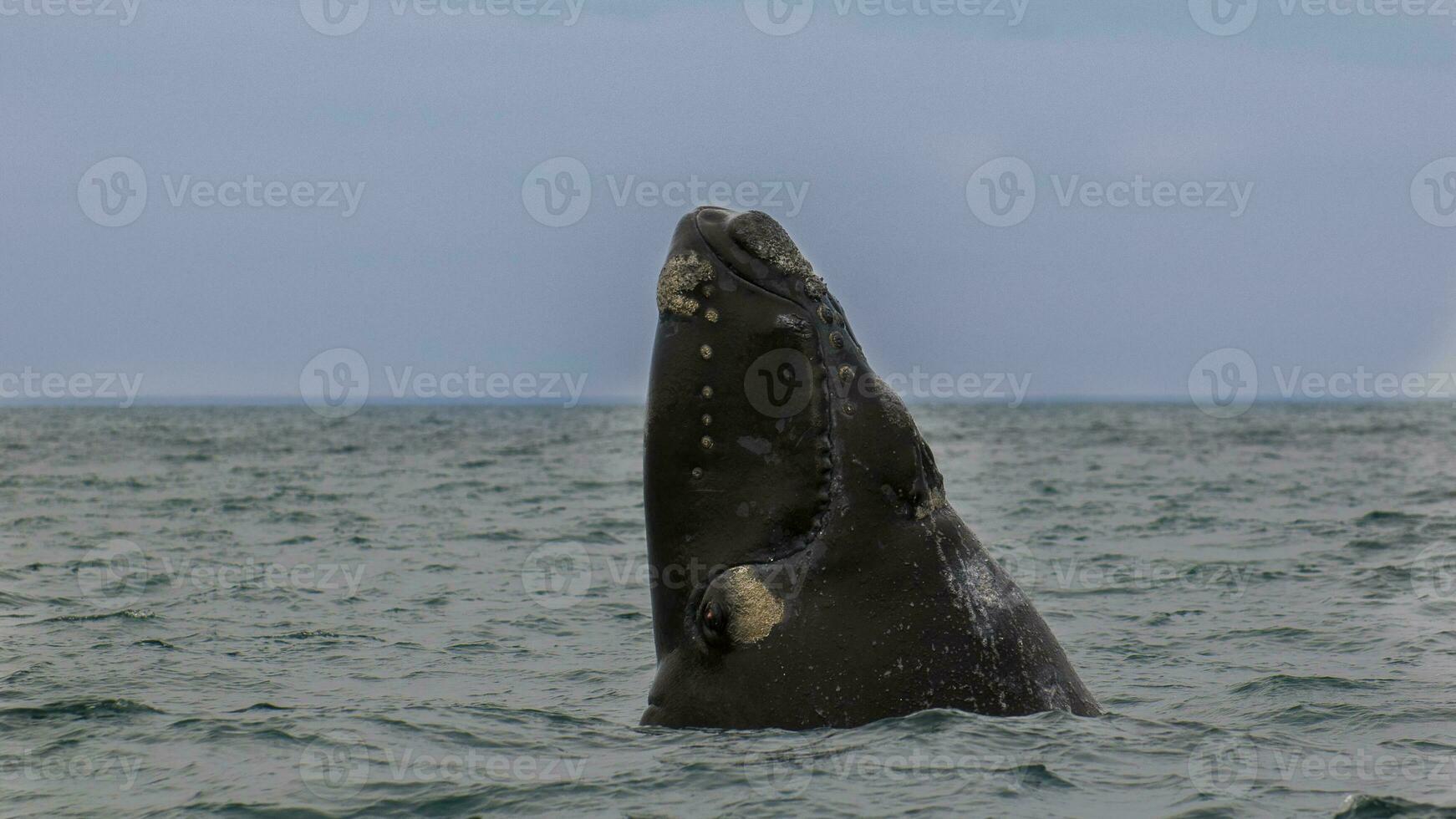 Southern Right whale jumping , Peninsula Valdes Patagonia , Argentina photo