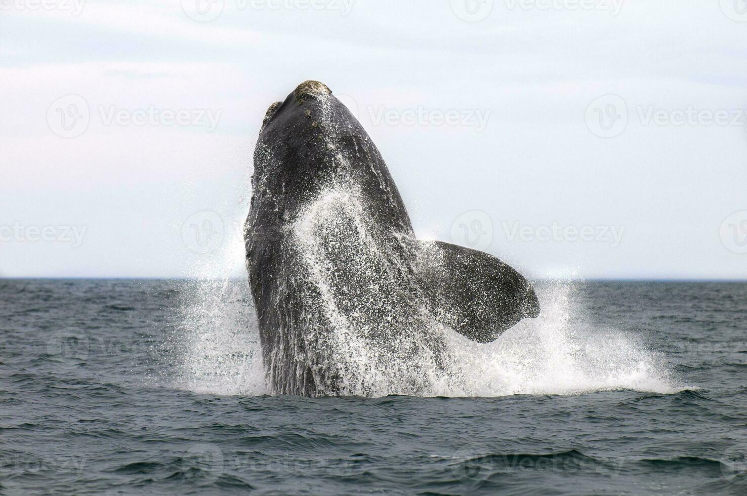 Southern Right whale jumping , Peninsula Valdes Patagonia , Argentina photo