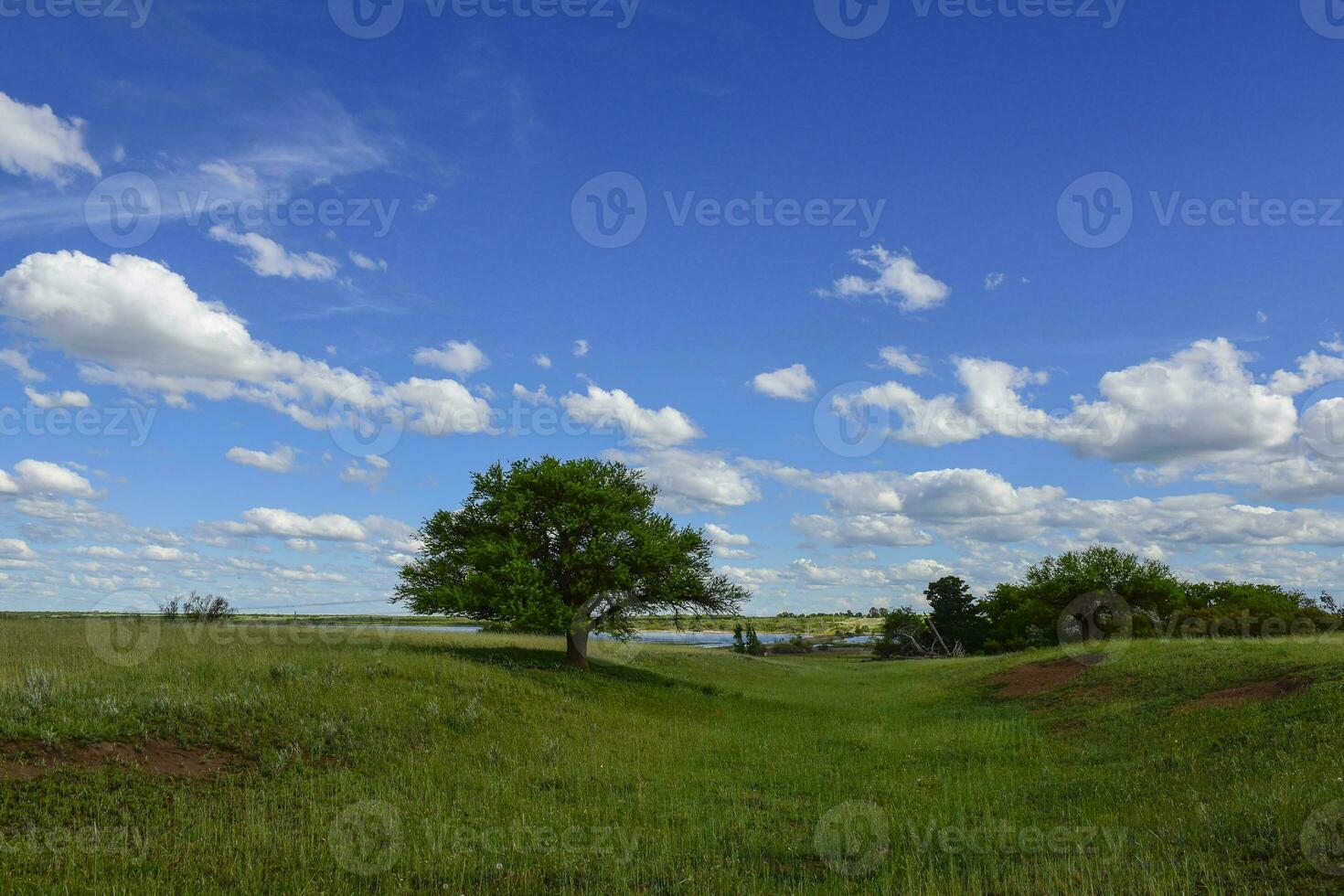 Pampas tree landscape, La Pampa province, Patagonia, Argentina. photo