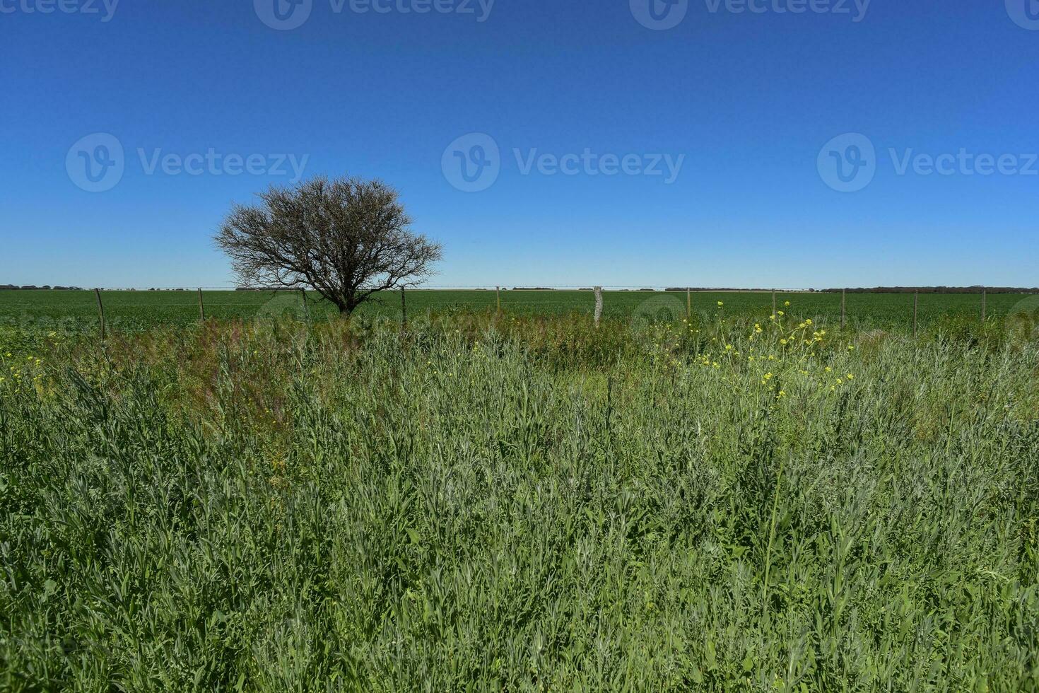 Pampas tree landscape, La Pampa province, Patagonia, Argentina. photo