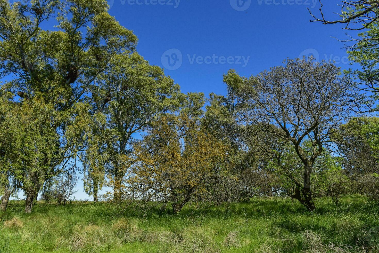 Pampas tree landscape, La Pampa province, Patagonia, Argentina. photo