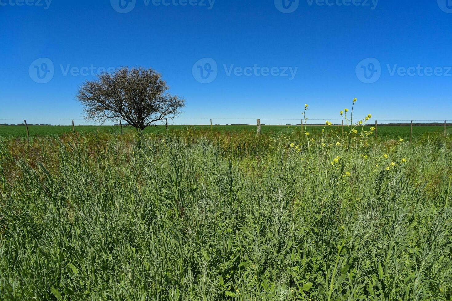 pampa árbol paisaje, la pampa provincia, Patagonia, argentina. foto