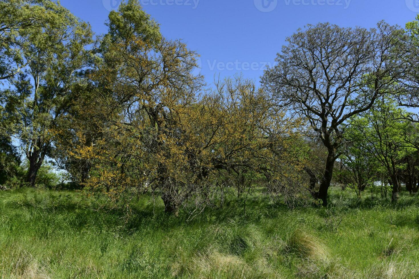 Pampas tree landscape, La Pampa province, Patagonia, Argentina. photo