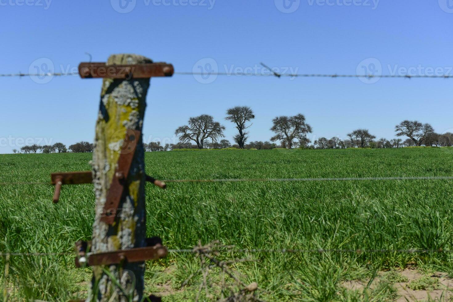 caldén árbol paisaje, la pampa, argentina foto