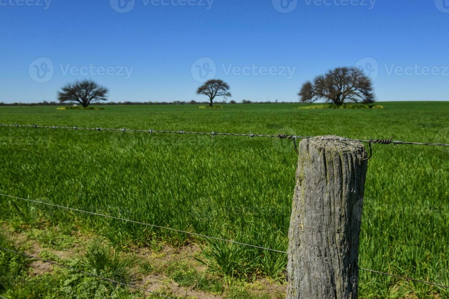 Pampas tree landscape, La Pampa province, Patagonia, Argentina. photo